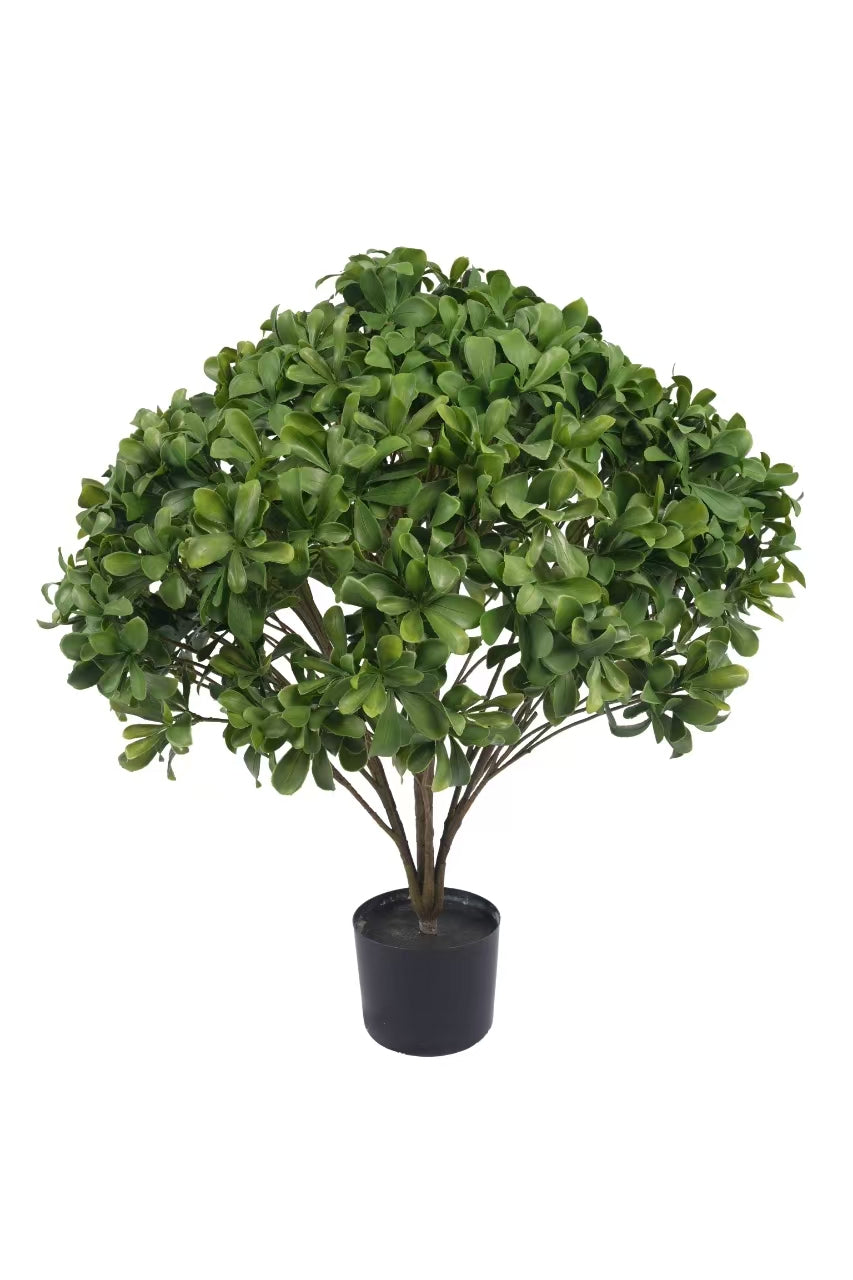29" UMBRELLA BONSAI TREE POTTED