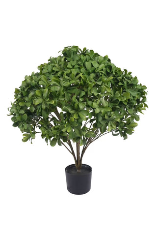 29" UMBRELLA BONSAI TREE POTTED