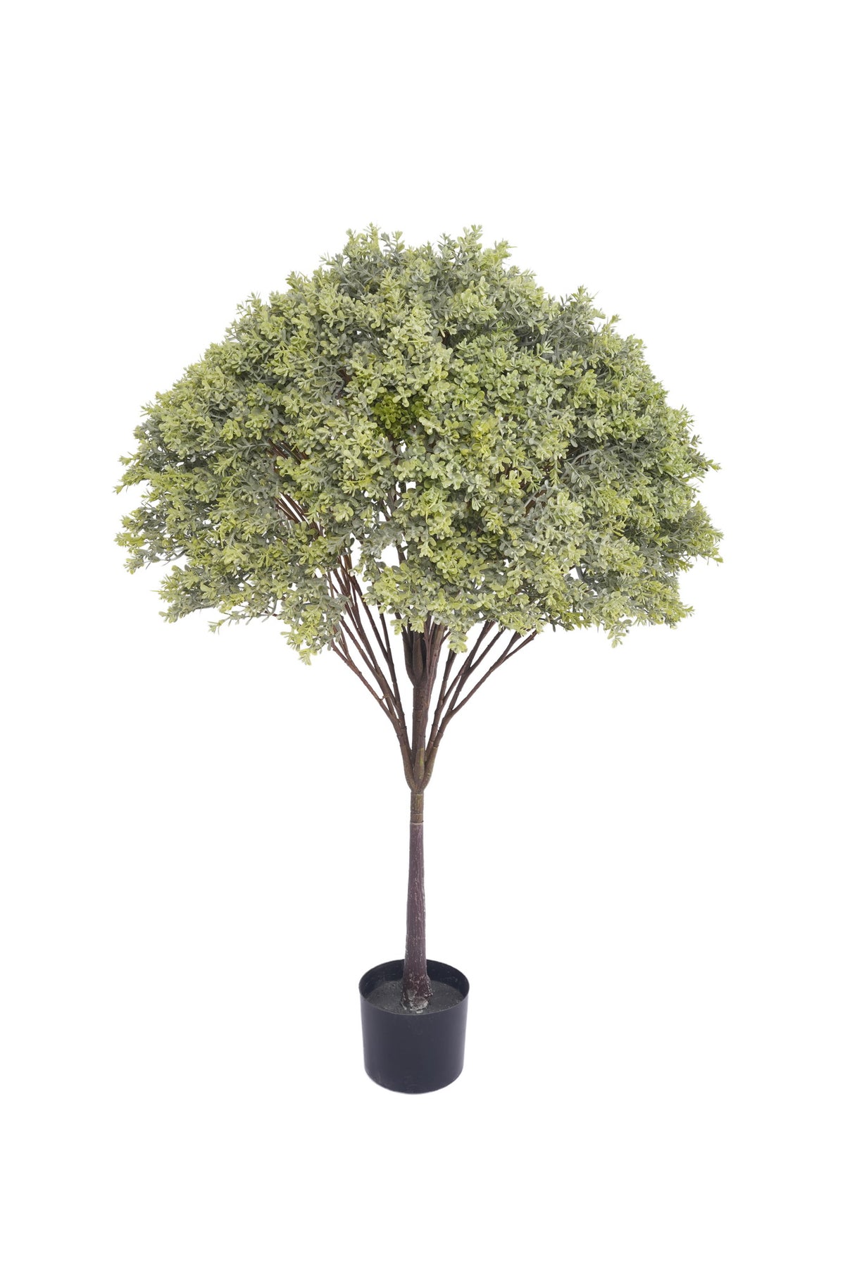 43" BOXWOOD TREE POTTED