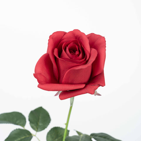 25" REAL TOUCH ROSE STEM HEAD 8CM
