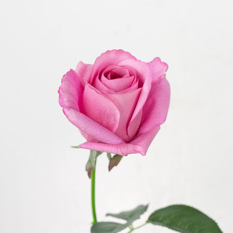 25" REAL TOUCH ROSE STEM HEAD 8CM