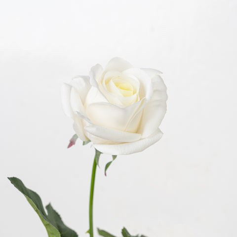 25" REAL TOUCH ROSE STEM HEAD 8CM