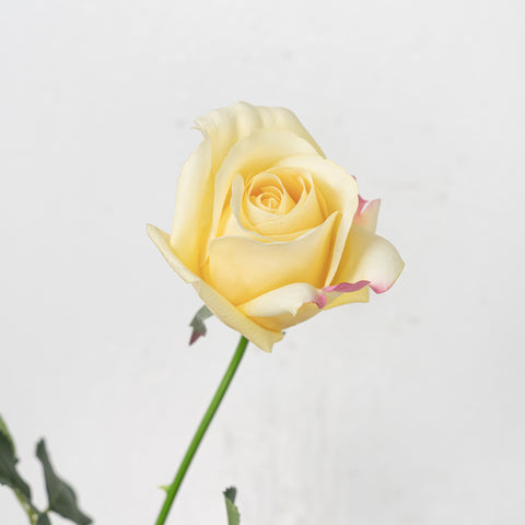 25" REAL TOUCH ROSE STEM HEAD 8CM