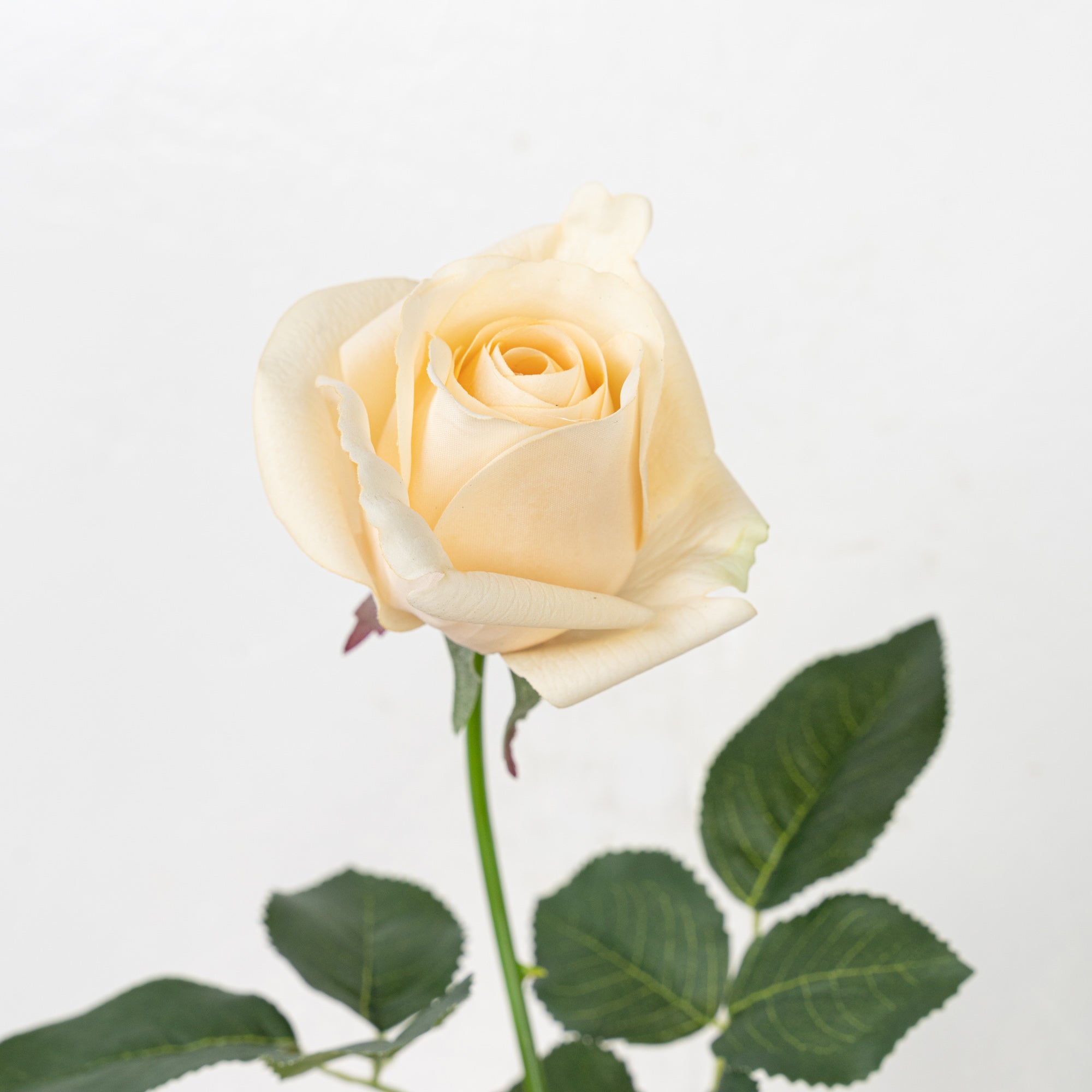 25" REAL TOUCH ROSE STEM HEAD 8CM