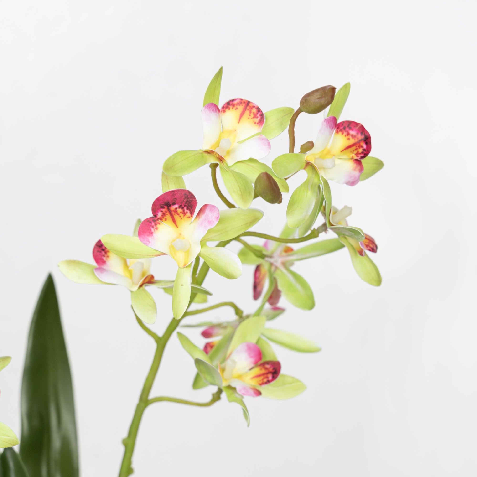 17.5" VANDA ORCHID BUSH