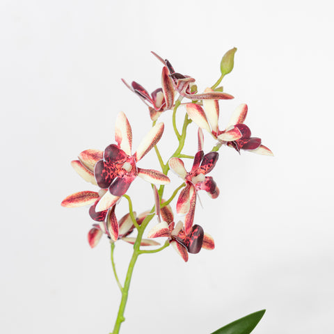17.5" VANDA ORCHID BUSH