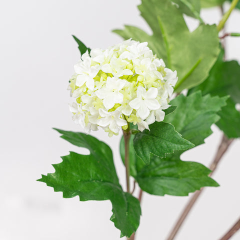 30" VIBURNUM PLANT