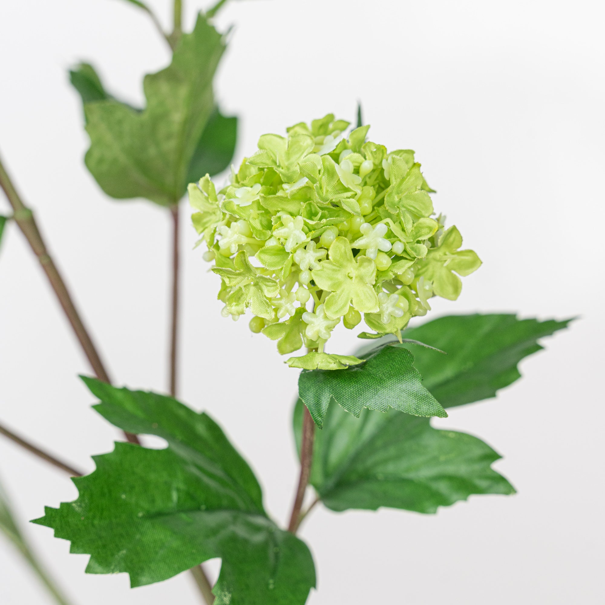 30" VIBURNUM PLANT