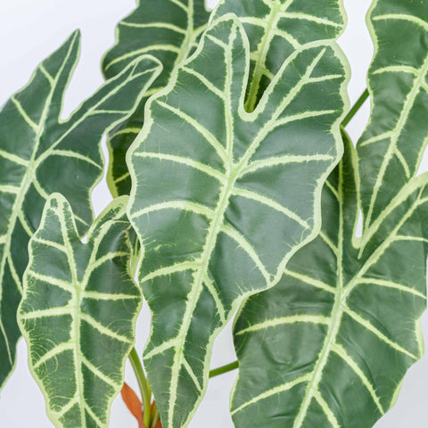 25" CALATHEA LEAF BUSH X 7