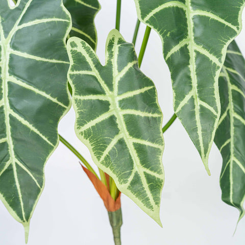 25" CALATHEA LEAF BUSH X 7