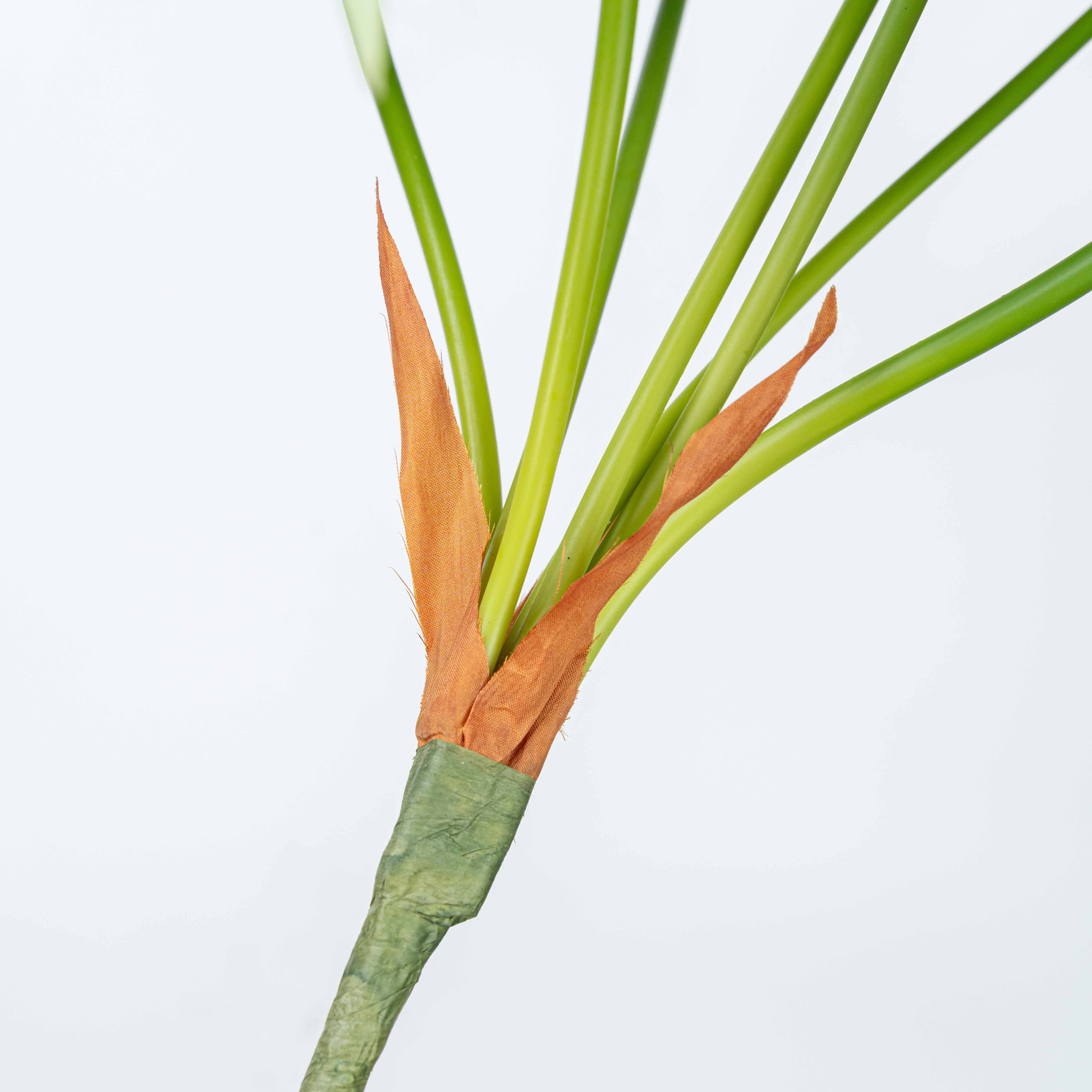 25" CALATHEA LEAF BUSH X 7