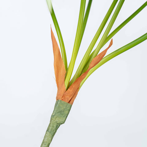 25" CALATHEA LEAF BUSH X 7