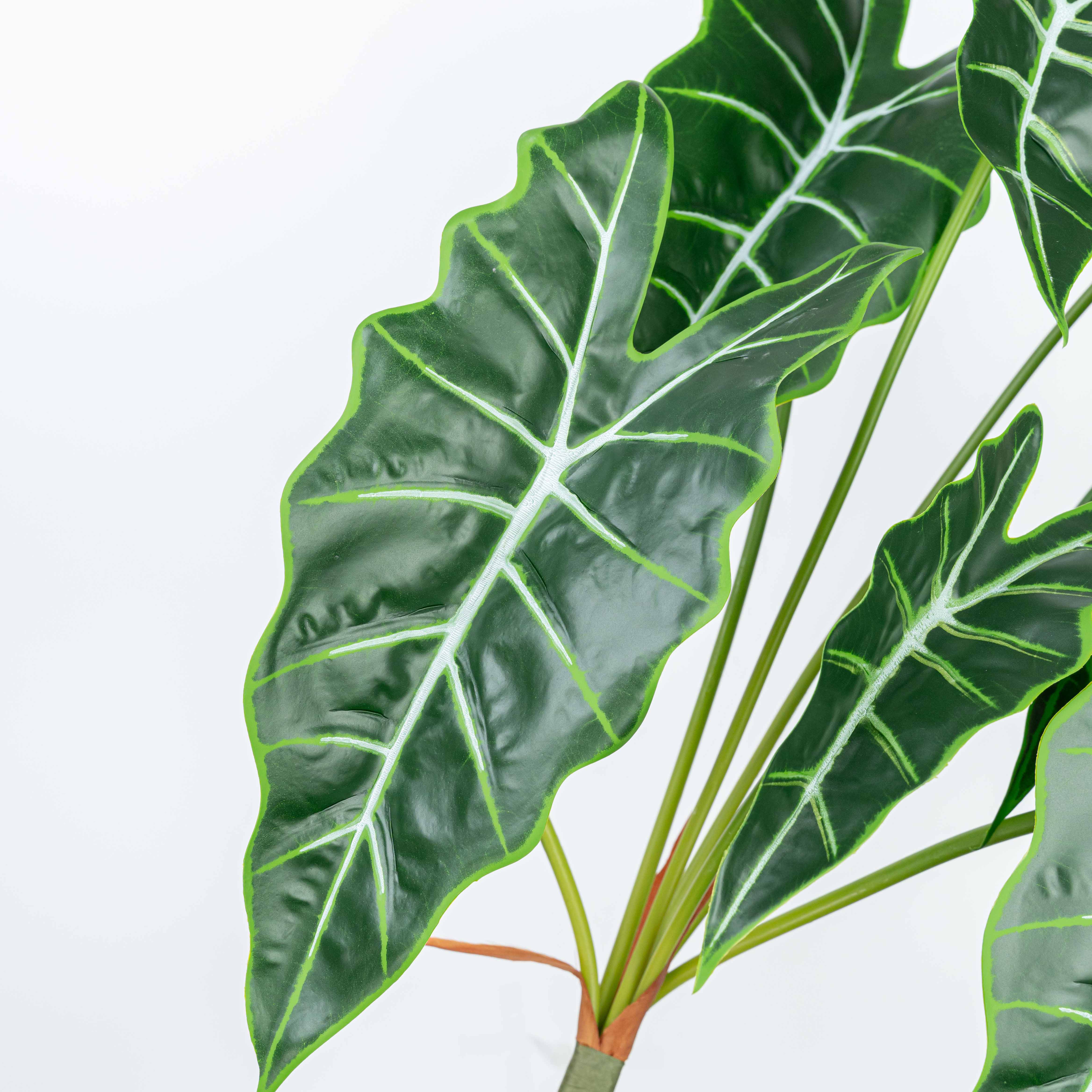 25" CALATHEA LEAF BUSH X 7