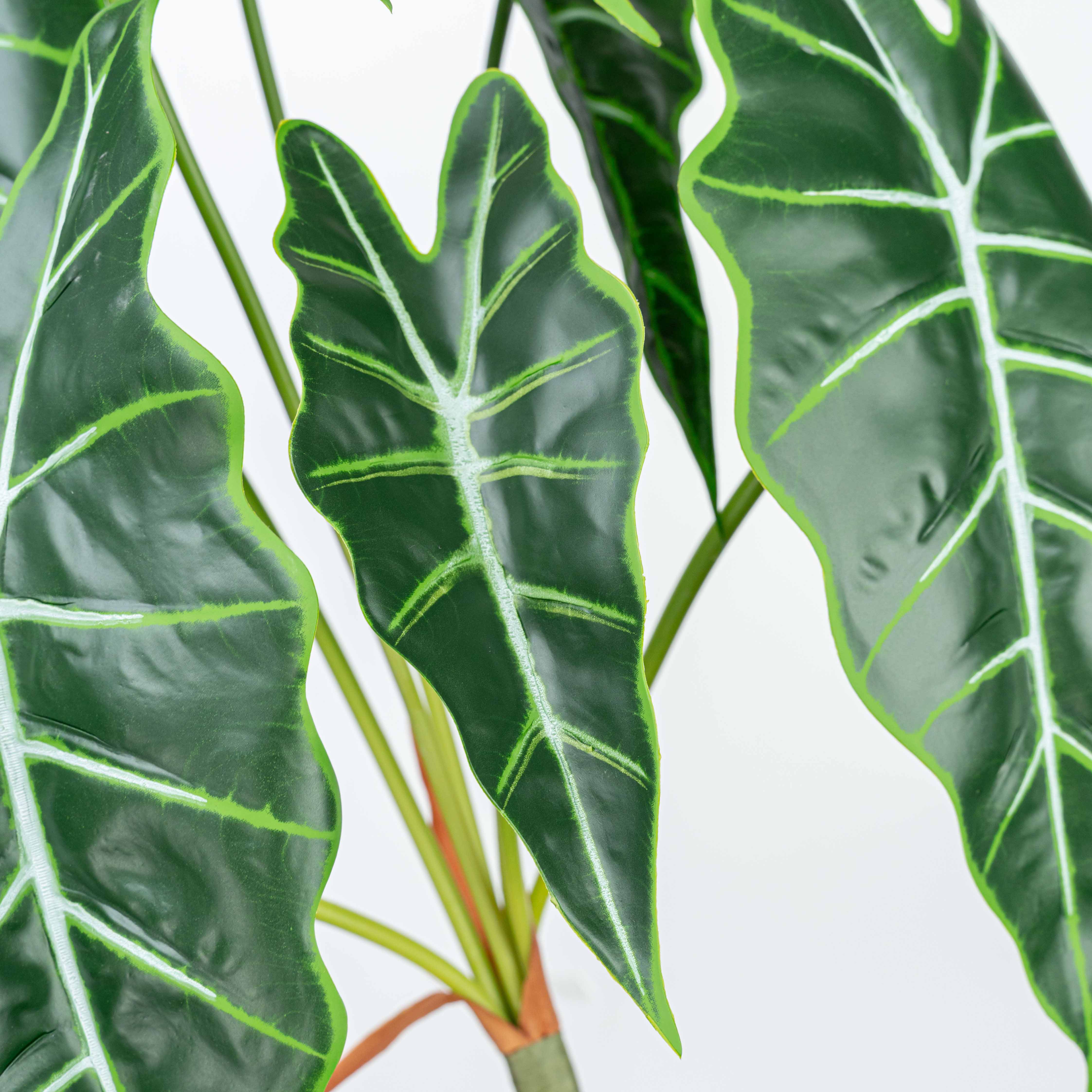25" CALATHEA LEAF BUSH X 7