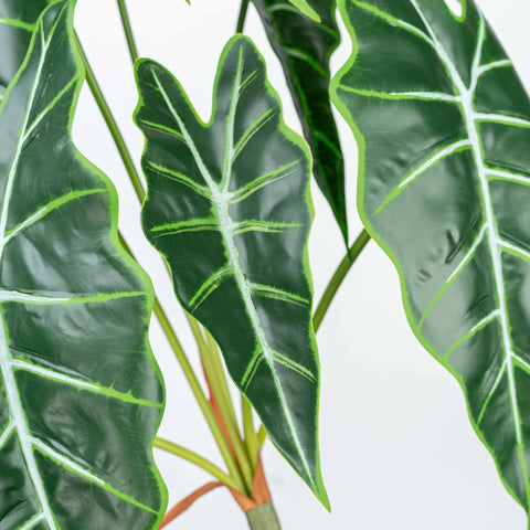 25" CALATHEA LEAF BUSH X 7
