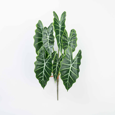 25" CALATHEA LEAF BUSH X 7