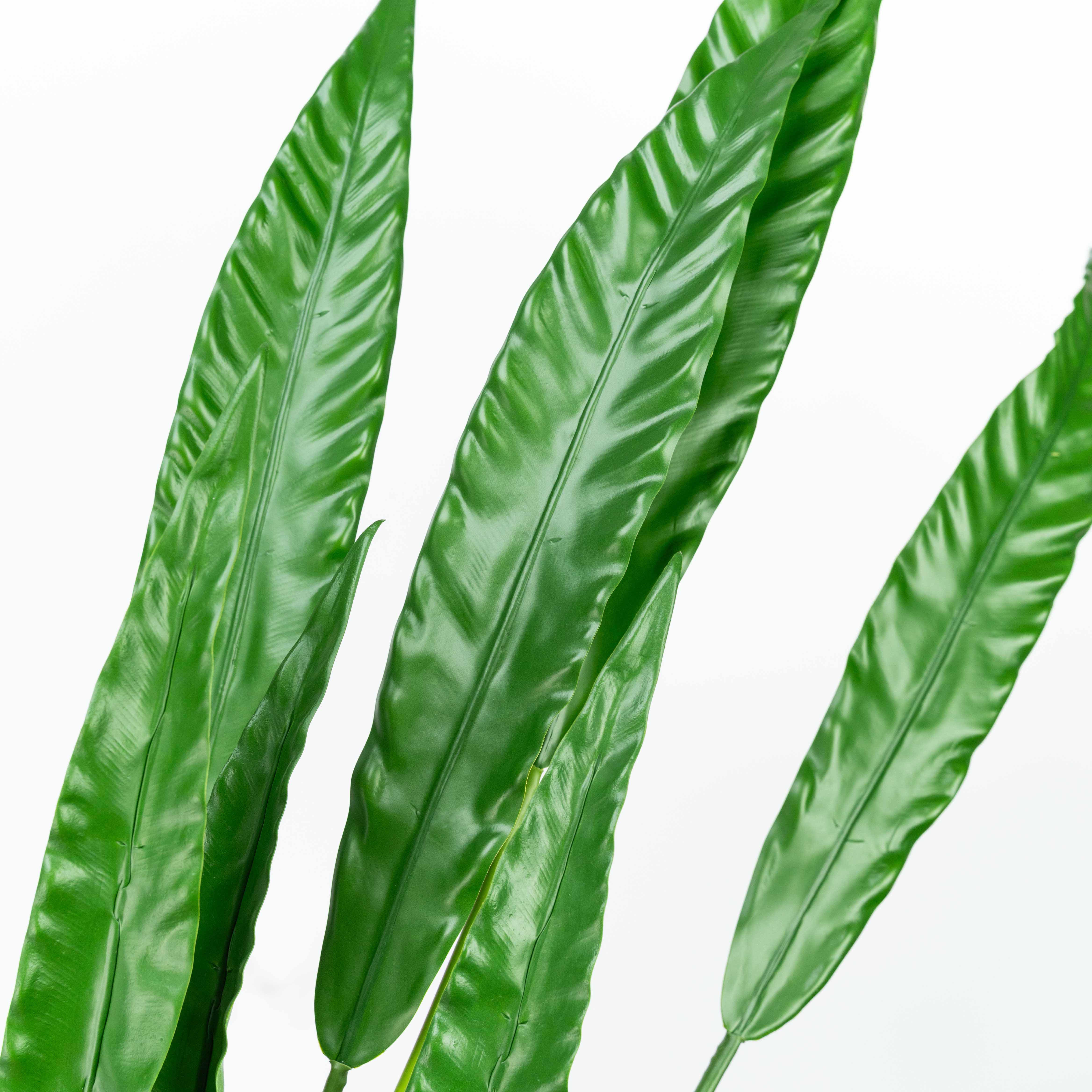 36" BIRD NEST FERN LEAF X 7
