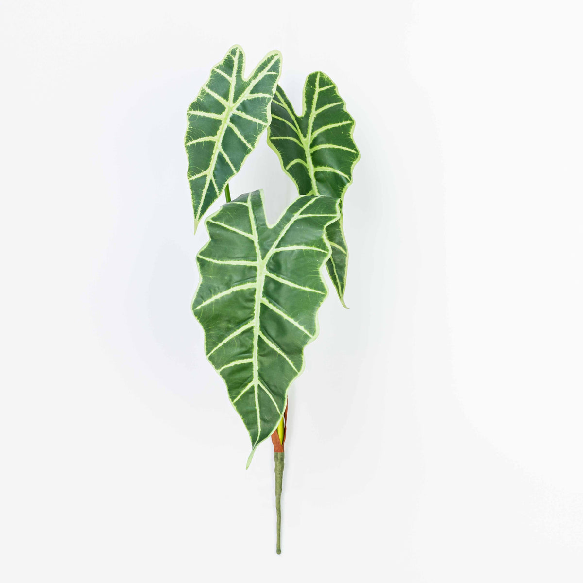 22" CALATHEA LEAF BUSH X 3