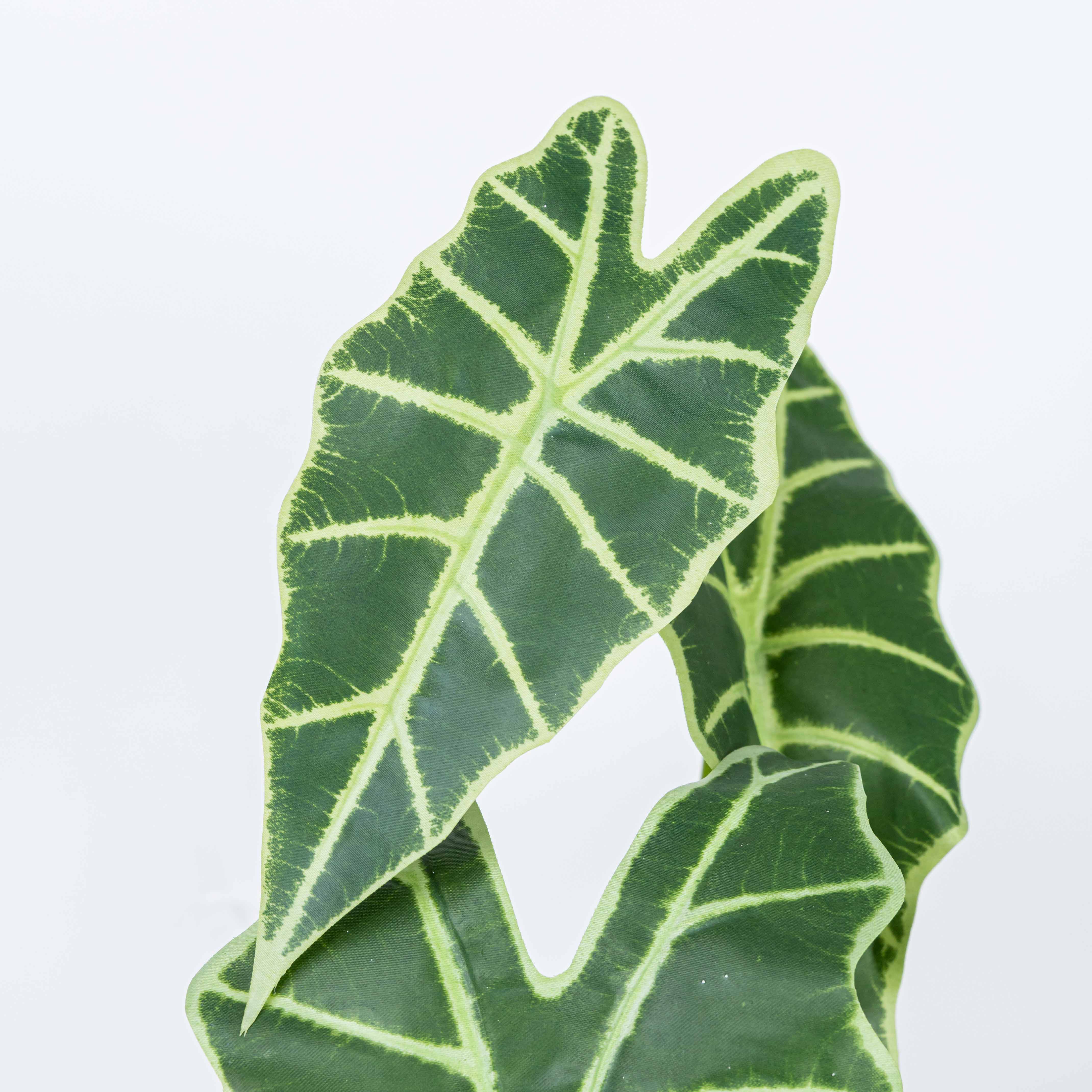22" CALATHEA LEAF BUSH X 3