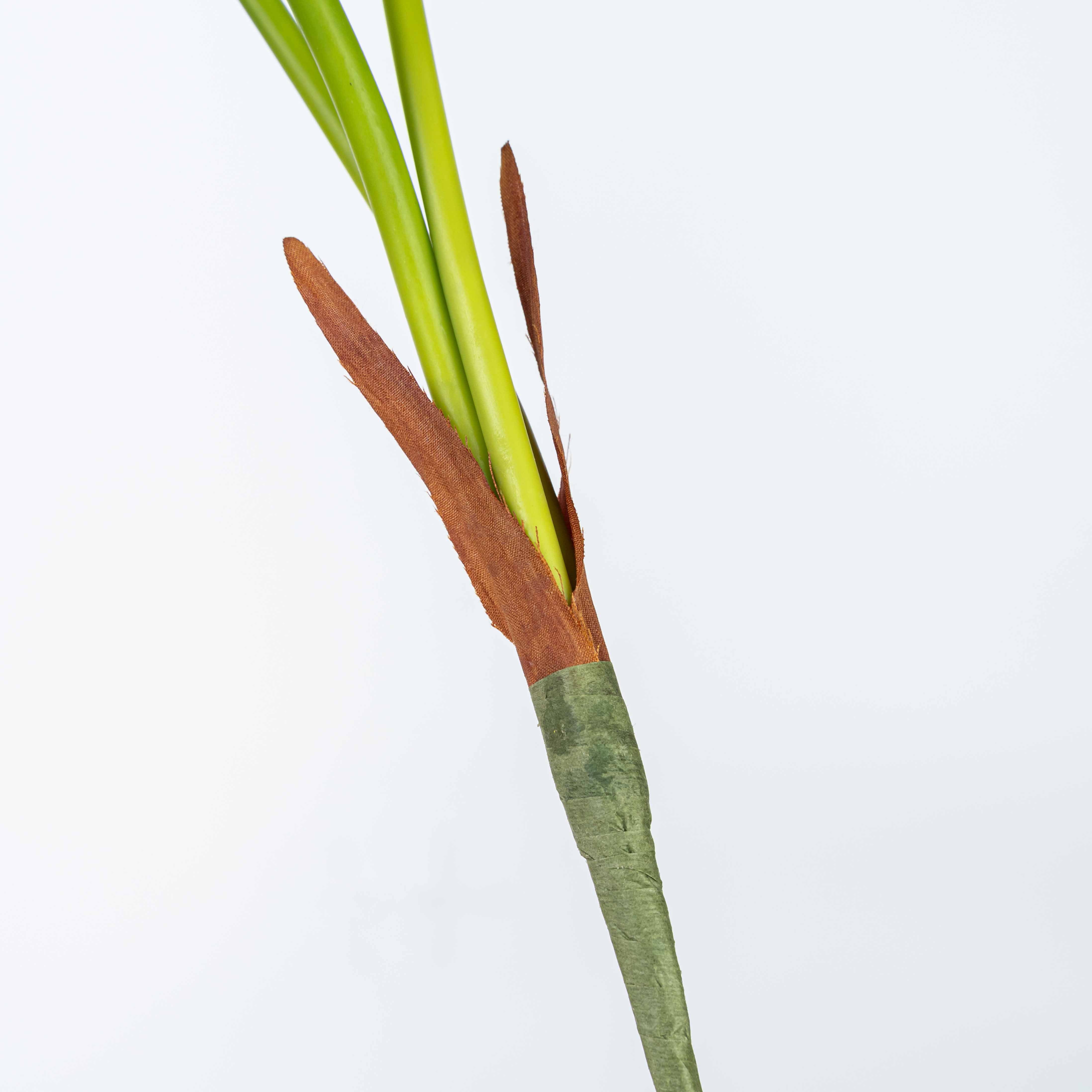 22" CALATHEA LEAF BUSH X 3