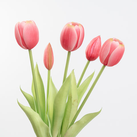 15" SOFT TOUCH TULIP BUNDLE X 5