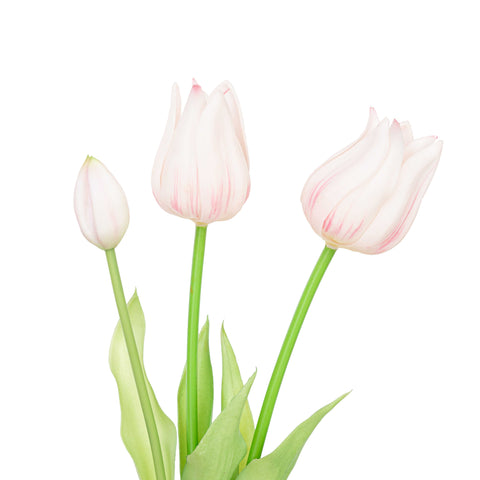 17.5" SOFT TOUCH TULIP BUNDLE X 3