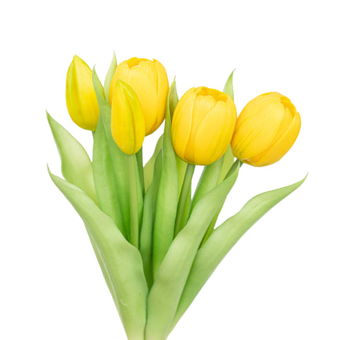 12.5" SOFT TOUCH TULIP BUNDLE X 5