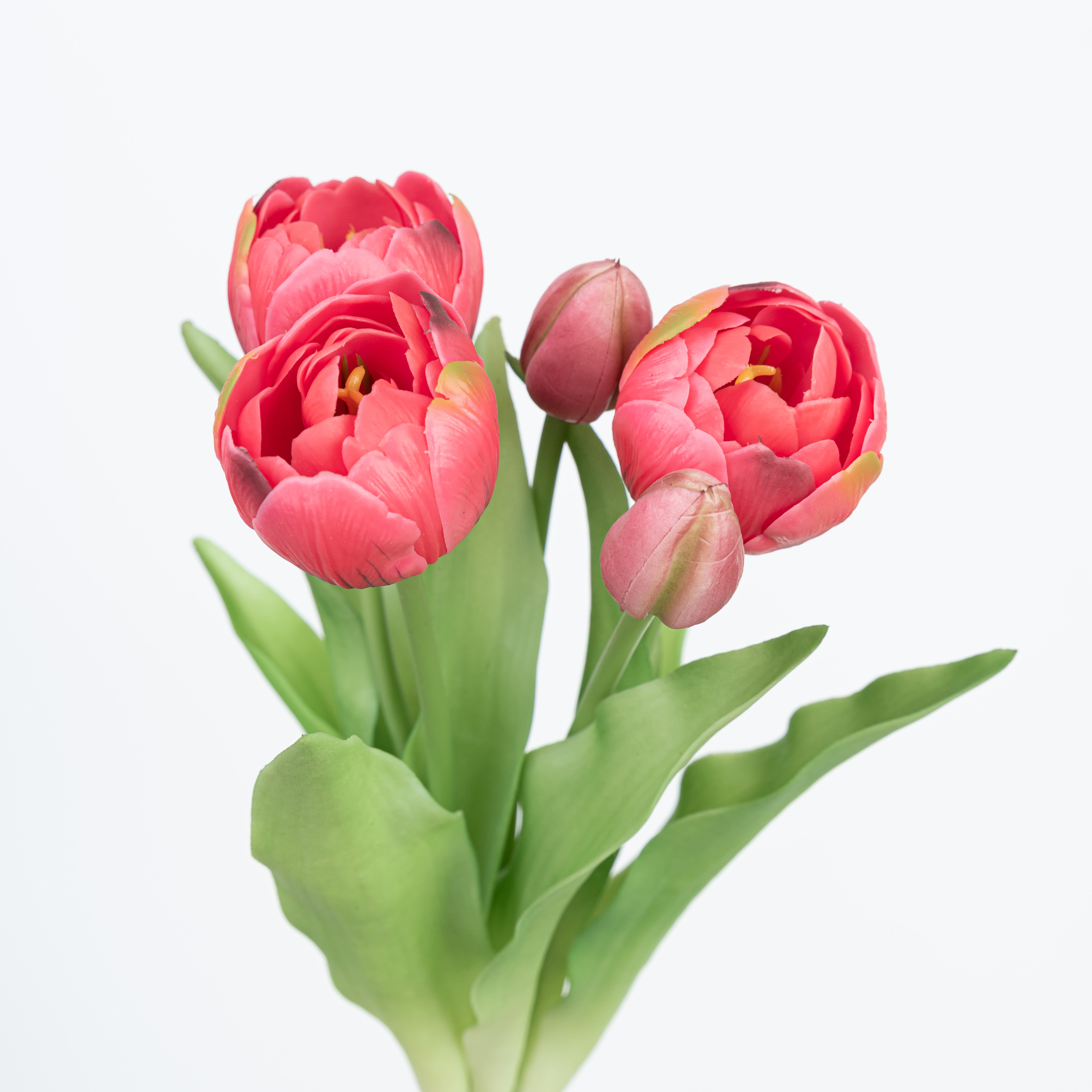 12" SOFT TOUCH DOUBLE LAYER TULIP BUNDLE X 5