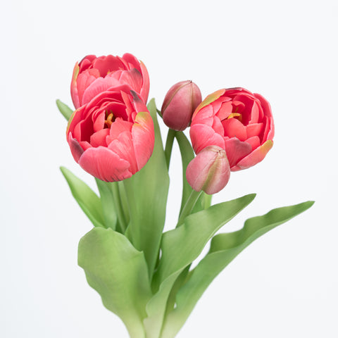 12" SOFT TOUCH DOUBLE LAYER TULIP BUNDLE X 5